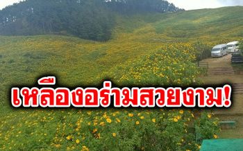เปิดแล้ว!! \'เทศกาลดอกบัวตองบาน\' เหลืองอร่ามสวยงาม ณ ดอยแม่อูคอ (คลิป)