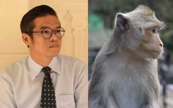 คลิปยังว่อน! TSPCA ยื่นจม.ถึงรองนายกฯ ชงตั้งบอร์ดศึกษา-จัดสวัสดิภาพ‘ลิงเก็บมะพร้าว’
