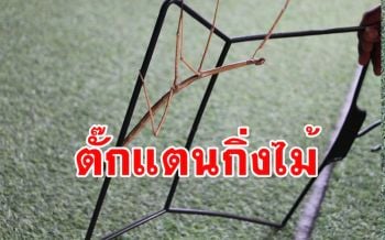 เคยเห็นไหม? ตั๊กแตนกิ่งไม้สัตว์หายากใกล้สูญพันธุ์ใน \'ศาลพี่ไข่\' วัดเขากรวด