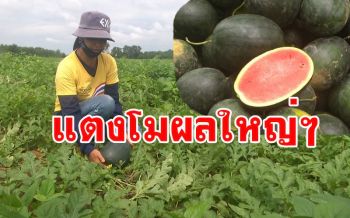 เกษตรพิจิตรปลูกแตงโมสร้างรายได้ปลายฝนต้นหนาวพ่อค้าแม่ค้ารับถึงหน้าสวน