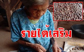 \'ลูกกระบก\' ผลไม้ท้องถิ่นรสชาติหอมมันแกะเมล็ดออกนำเนื้อในบรรจุถุงขายเป็นรายได้เสริม