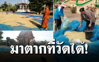 \'หลวงพ่อ\'ประกาศให้ชาวนานำข้าวมาตากที่ลานวัด ไม่ต้องตากบนถนน\'มันอันตราย\'