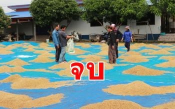 จบลงด้วยดี สกต.รับซื้อข้าว ผญบ.หลังโพสต์คลิปเดือดยัน จนท.ไม่ได้หลอกขาย