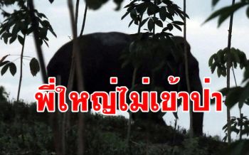 สาเหตุ\'พี่ใหญ่\'ไม่ยอมกลับเข้าป่า ติดรสชาตพืชผลทางการเกษตรที่ชาวบ้านปลูกไว้