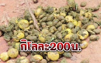 ชาวบ้านเก็บ‘ลูกกระบก’ผลไม้ป่าที่‘วัว’สำรอกออกมา สร้างรายได้กิโลละ100-200บาท