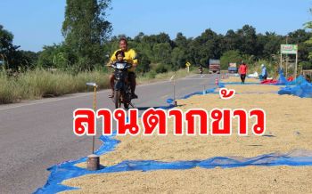 เสี่ยงอุบัติเหตุ! ชาวนานำข้าวตากบนถนนหลวงชะลอการขายหลังราคาตกต่ำ