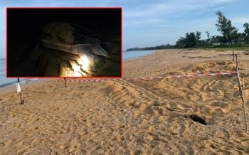 เฮอีก! แม่เต่ามะเฟืองขึ้นมาวางไข่หาดบางขวัญ นับเป็นรังที่4ของฤดูกาล