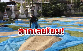 ‘วัดปราสาทเยอเหนือ’เปิดพื้นที่ให้ชาวนานำข้าวมาตากในลานวัด