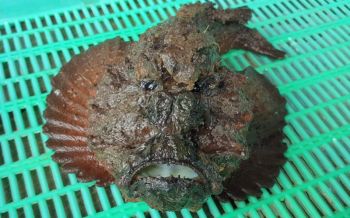 เหมือนไหม? ปลาประหลาดหน้าคล้ายคน หาดูยากชอบอาศัยตามโขดหิน
