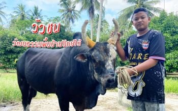 วิถีชีวิต‘คนกับวัวชน’นำไปสู่‘วัฒนธรรมพื้นบ้าน’ของชาวปักษ์ใต้ (คลิป)