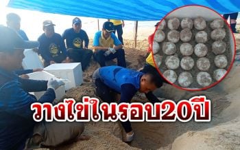 ข่าวดี! \'เต่ามะเฟือง\'วางไข่รังที่5 ในรอบ20ปี ที่หาดบ้านบางสัก