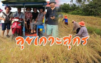 ททท.ตรังพานั่ง \'ซาเล้ง\' สัมผัสวิถีลงแขกเกี่ยวข้าว-ชิมแตงโมคันนาบน \'เกาะสุกร\'