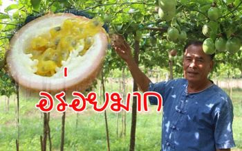 ใครไปเที่ยวต้องแวะขิม! \'เสาวรสบ้านคาอร่อยมาก\' กำลังเป็นที่ต้องการของคนรักสุขภาพ