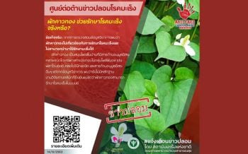 ข่าวปลอม! แพทย์เตือน\'ผักคาวทอง\'ไม่สามารถรักษาโรคมะเร็งได้