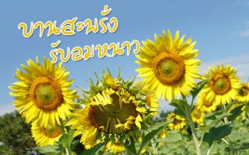 เปิดเมืองปทุมฯชม‘ดอกทานตะวัน’บานสะพรั่งรับนักท่องเที่ยว