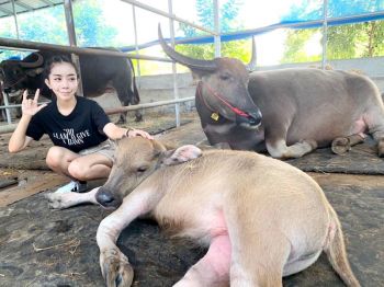 ‘หนึ่ง บางปู’ ขึ้นแท่นเศรษฐีพันล้าน  รวยมากแม่ ซื้อควายมาดูเล่นกว่า 100 ล้าน