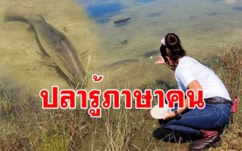 เหลือเชื่อ! ปลากะพงขาวแสนรู้แค่เรียกชื่อ \'แฮปปี้\' รีบว่ายมาหาทันที