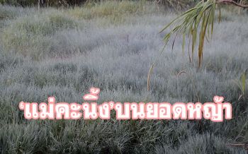\'แม่คะนิ้ง\'แรก! ที่บ้านใหม่ร่องกล้าพิษณุโลก อุณหภูมิยอดหญ้า 1 องศา