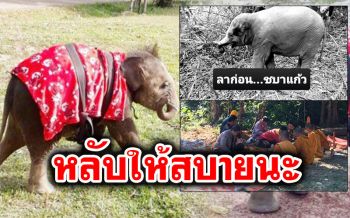 ลาก่อน!\'ชบาแก้ว\' ลูกช้างป่าพลัดหลงแม่ล้มกะทันหัน ติดเชื้อสภาพอากาศเปลี่ยน