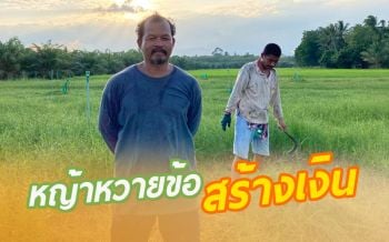 เกษตรกรหันมาปลูก‘หญ้าหวายข้อ’เลี้ยงวัวชน เป็นอาชีพเสริมสร้างรายได้ (คลิป)