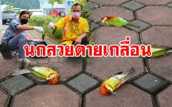 เกิดอะไรขึ้น! พบฝูงนกสวยงามนอนตายเกลื่อนใน กฟภ.พังงาหวั่นแพร่เชื้อโรค