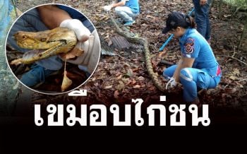 เจ้าของโรงกลึงสุดเซ็ง! งูเหลือมเขมือบไก่ชน2ตัว เพื่อนฝากไว้ราคากว่า 1 แสนบาท