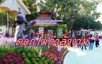 กำลังสวย! ท่องเที่ยววิถีใหม่ชม \'มหกรรมดอกไม้งามอาเซียน\' ท่ามกลางอากาศหนาวเย็น