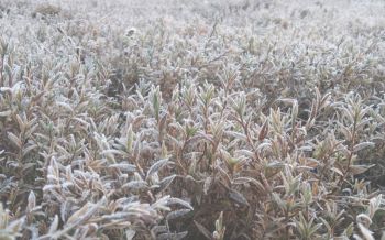 ขาวโพลน! เลยหนาวจัดแม่คะนิ้งบนยอดภูกระดึง อุณหภูมิ 3 องศา