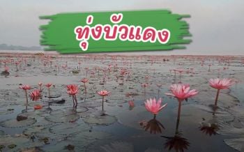 เริ่มบานแล้ว! ‘ทุ่งบัวแดง’บานสะพรั่งรับลมหนาวกลางกว๊านพะเยา