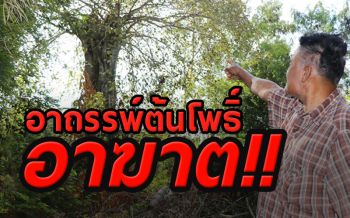 อาถรรพ์ลับ! ชาวบ้านเชื่อต้นโพธิ์อายุกว่า100ปี อาฆาตคนมาตัดโค่นมีอันเป็นไป (คลิป)