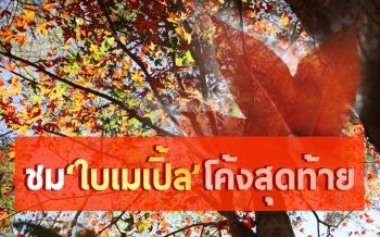 นทท.แห่ชม ‘ใบเมเปิ้ล’ภูหินร่องกล้า โค้งสุดท้ายก่อนผลิใบหมดฤดูกาล