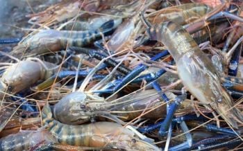 \'กรมประมง\'สั่งประมงจังหวัดทั่วประเทศ เปิดตลาดขาย\'กุ้ง\'ช่วยเหลือเกษตรกร
