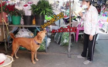 \'เจ้าใหม่\'แสนรู้! เดินตาม\'ป้าแตน\'รณรงค์ในตลาด ให้ทุกคนใส่แมส-ล้างมือ