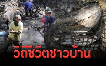 ชาวนาจับปลา หลังเกี่ยวข้าวเสร็จ สร้างรายได้ช่วงโควิด-19