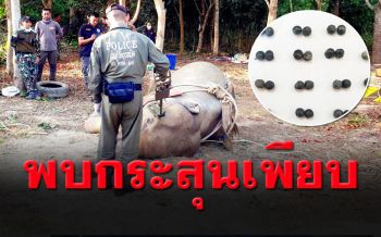 สุดเศร้า! ยื้อชีวิต ‘พลายขนุน’ ไม่สำเร็จ ช็อกผ่าเจอหัวกระสุนปืนเพียบ (คลิป)