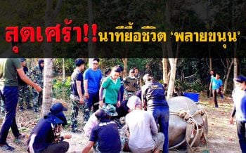 สุดเศร้า! คลิปนาทียื้อชีวิต ‘พลายขนุน’ ไม่สำเร็จ