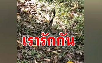 เคยเห็นไหม! งูสิงดงผัวเมียพลอดรักกันอย่างเมามันส์กลางสวนปาล์ม (คลิป)