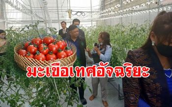 ม.มหิดล วิทยาเขตกาญจนบุรี ขับเคลื่อนโรงเรือนปลูกมะเขือเทศอัจฉริยะ