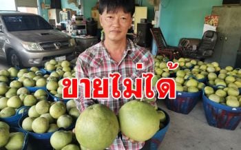 ส้มโอแม่กลอง \'พันธุ์ขาวใหญ่\' เจอพิษโควิด-19 ทุบราคาตกต่ำ-ขายไม่ได้