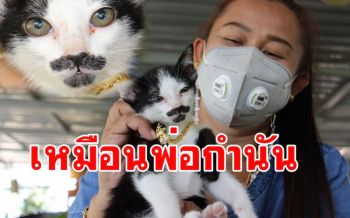 เคยเห็นไหมแบบนี้! ลูกแมวมีทั้งหนวดทั้งเครา เหมือนมีคนแกล้งเอาสีมาทา
