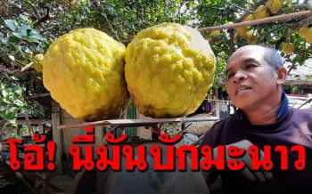 น่าปลูก! มะนาวสายพันธุ์ไต้หวัน ออกผลตลอดปี-น้ำมาก-ไร้เมล็ด