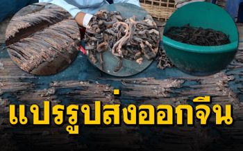 หมู่บ้านสุดแปลกแปรรูป ‘ตุ๊กแก-ปลิง-ไส้เดือน’ ตากแห้งส่งจีนเปิบพิสดาร