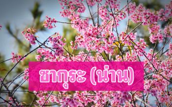 เที่ยว ‘น่าน’ ชม ‘ดอกซากุระ’ บานสะพรั่งรับ นทท.อุทยานแห่งชาตินันทบุรี