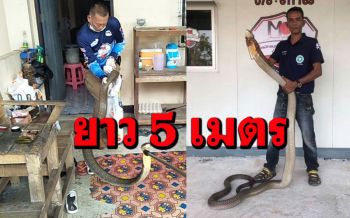 ลมแทบจับ! \'จงอาง\' ยาว5เมตรเลื้อยเข้าบ้านส่งเสียงขู่เจ้าของบ้านขณะนั่งดูทีวี