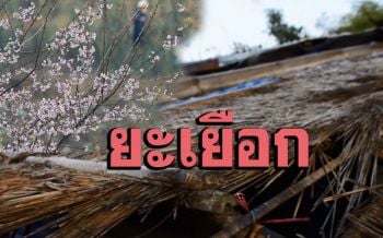 บ้านร่องกล้าหนาวเหน็บ! เกิดปรากฏการณ์น้ำค้างแข็งเกาะตามยอดหญ้า