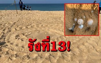 เฮอีก! \'แม่เต่ามะเฟือง\'ขึ้นมาวางไข่บนหาดบางขวัญรังที่13ของฤดูกาล