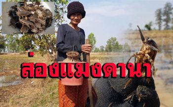 วิถีชาวบ้าน! ใช้เวลาว่างช่วงโควิดออกหาส่อง\'แมงดา-เขียดจะนา\' มาไว้ประกอบเป็นอาหาร