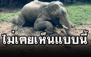 สลด! ช้างป่าล้มในท่า\'กราบแผ่นดิน\' มีคราบน้ำตาไหลพราก ไม่เคยเห็นแบบนี้มาก่อน