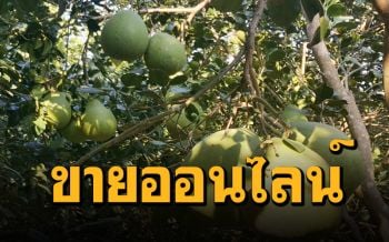 ไม่ยอมแพ้! พ่อเมืองสมุทรสงครามเปิดตลาดออนไลน์ ช่วยเกษตรกรสวนส้มโอตกค้าง