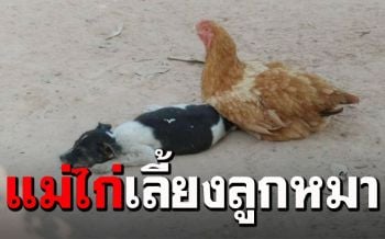 ความรักต่างสายพันธุ์! แม่ไก่เลี้ยงลูกหมากำพร้า เฝ้าไม่ห่างตลอดทั้งวัน